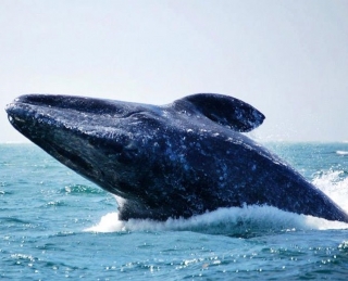  Walbeobachtung in Bahia de Banderas